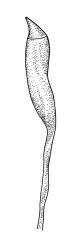 Orthodontium lineare, capsule with operculum, dry. Drawn from J.E. Beever 31-15, CHR 406193.
 Image: R.C. Wagstaff © Landcare Research 2021 CC BY 4.0